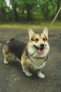 Corgi welsh pembroke smiles and lies in the summer grass