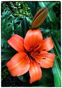 Close-up of day lily blooming outdoors