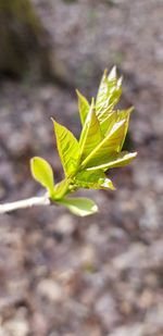 Close-up of plant growing on field