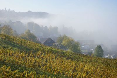 Scenic view of landscape against sky during foggy weather