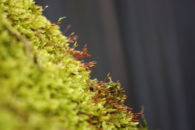 Close-up of cactus plant