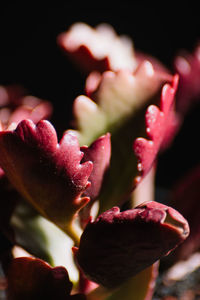 Close-up of pink rose flower