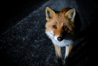High angle portrait of fox standing outdoors at night