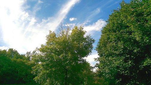 Low angle view of trees against sky
