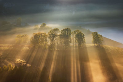 Sunlight streaming through trees against sky