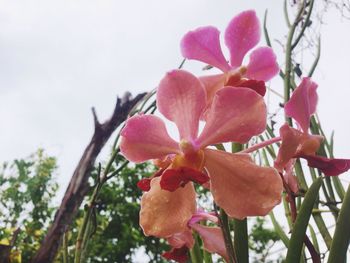 Close-up of pink flower