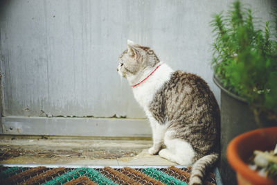 Pictures of relaxed stray cats living on the remote island of miyakojima, okinawa, japan 