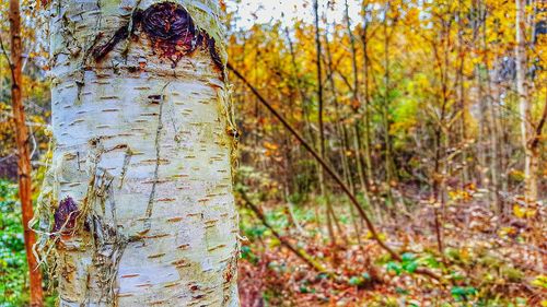 Close-up of tree trunk in forest