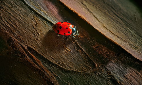 High angle view of ladybug on wood