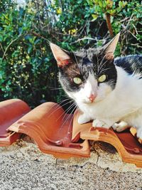 Portrait of a cat