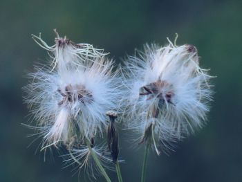 Close-up of dandelion