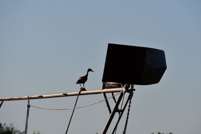 Low angle view of bird perching on pole against clear sky