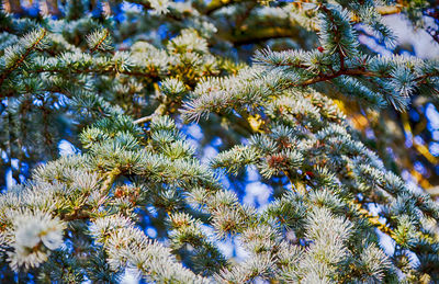 Close-up of pine tree against blue sky