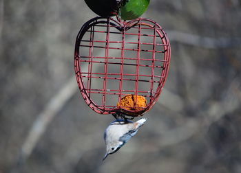Close-up of nuthatch perching on feeder