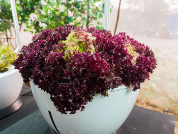 Close-up of potted plant on table