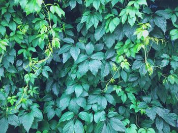 Full frame shot of ivy growing on plant