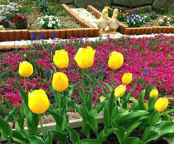 Multi colored tulips in garden