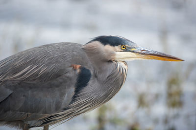 Close-up of gray heron