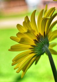 Close-up of yellow flowering plant