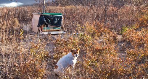 People built a temporary dog house in winter for a stray dog.