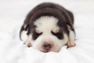 Close-up of dog lying on bed