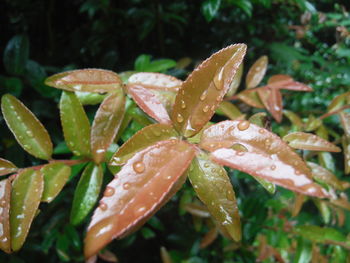Close-up of water drops on plant