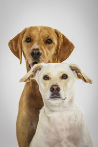 Dogs against white background