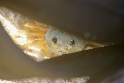 Close-up of crab