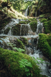 Scenic view of waterfall in forest