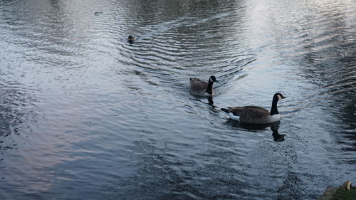 High angle view of ducks swimming in lake