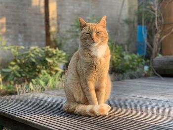 Close-up of a cat sitting outdoors