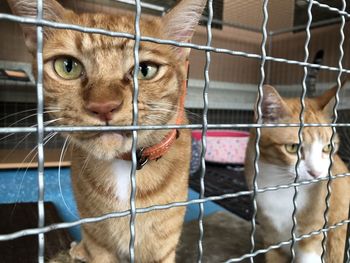 Close-up of cats in cage