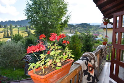 View of potted plants against the sky