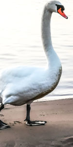 View of swan in lake