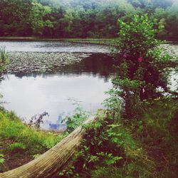 Reflection of trees in lake