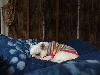 Cat sleeping on bed