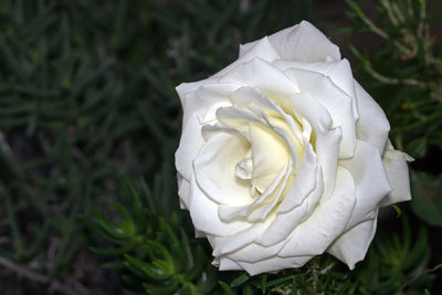 Close-up of white rose blooming outdoors