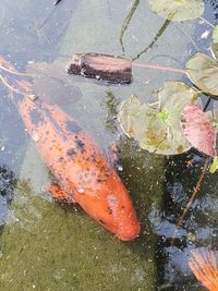 High angle view of koi carps in pond