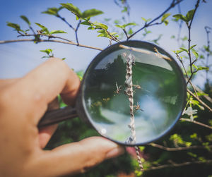 Cropped image of person holding glass against tree