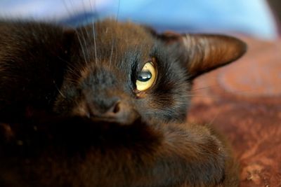 Close-up portrait of cat