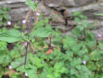 Close-up of insect on plant