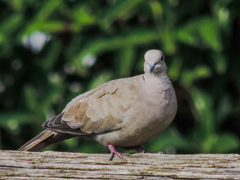 Close-up of bird perching on wood