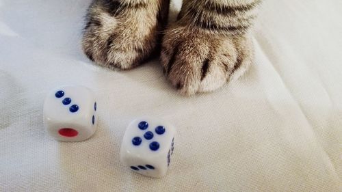 Cropped image of cat paw by dice