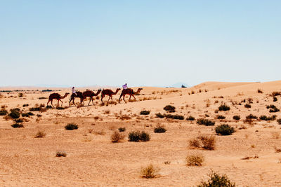 View of horse on desert against sky