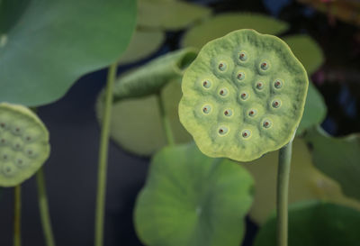 Close-up of lotus pod growing in pond