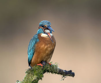 Close-up of bird perching on leaf