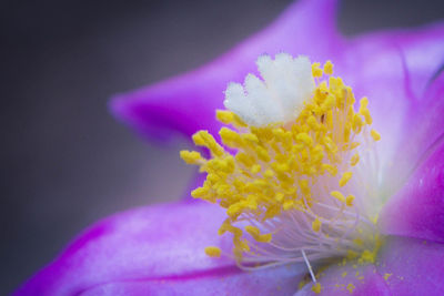 Close-up of pink flowers