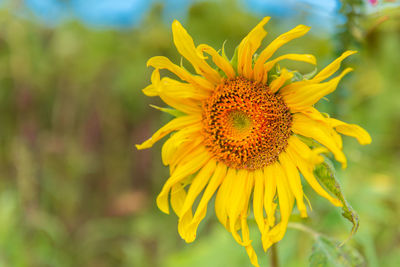 Close-up of yellow flower