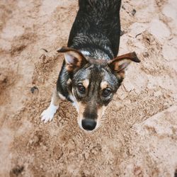 High angle portrait of dog on sand