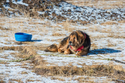 Dog lying on snow covered land